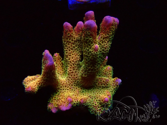 WYSIWYG - RAH Montipora Silly Salmon 5Z3