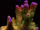 WYSIWYG - RAH Montipora Silly Salmon 5Z3