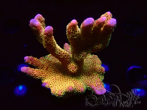 WYSIWYG - RAH Montipora Silly Salmon 5Z4