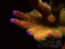 WYSIWYG - RAH Montipora Silly Salmon 5Z4