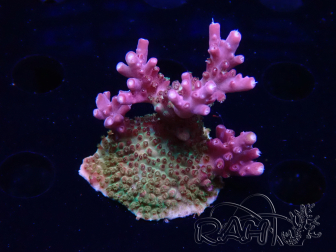 WYSIWYG- RAH Acropora Princess 5A1