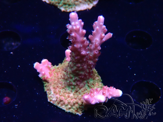 WYSIWYG- RAH Acropora Princesa