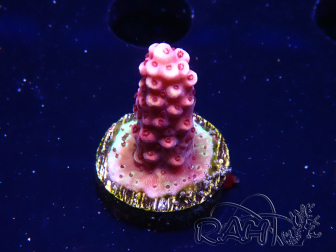 WYSIWYG MH Acropora Red Robin