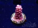 WYSIWYG MH Acropora Red Robin