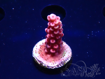 WYSIWYG MH Acropora Red Robin