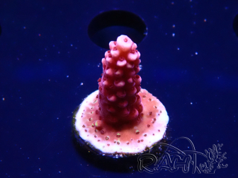 WYSIWYG MH Acropora Red Robin