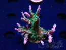 WYSIWYG- RAH Acropora Purple Haze