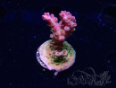 WYSIWYG RAH Acropora hyacinthus Pink Planet