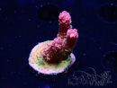 WYSIWYG RAH Acropora hyacinthus Pink Planet