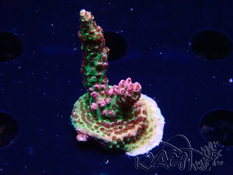 WYSIWYG RAH Acropora hyacinthus Pink Planet