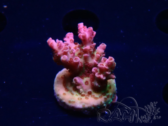WYSIWYG RAH Acropora hyacinthus Pink Planet