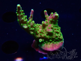 WYSIWYG MH Acropora natalensis 5C1