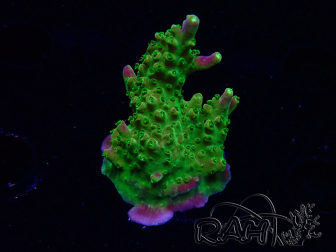 WYSIWYG MH Acropora natalensis