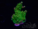 WYSIWYG MH Acropora natalensis