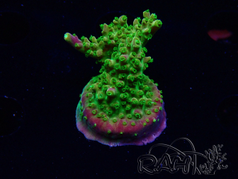 WYSIWYG MH Acropora natalensis