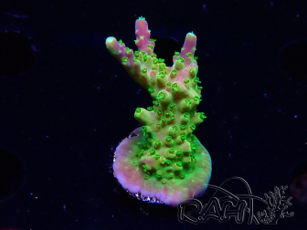 WYSIWYG MH Acropora natalensis