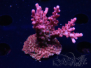 WYSIWYG RAH Acropora Ghost Town 5D4