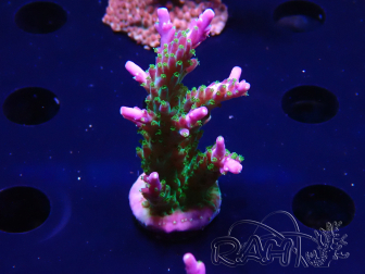 WYSIWYG RAH Acropora Blue Lagoon