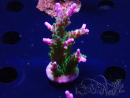 WYSIWYG RAH Acropora Blue Lagoon
