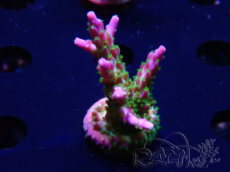 WYSIWYG RAH Acropora Blue Lagoon
