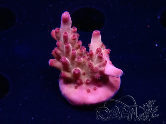 WYSIWYG RAH Acropora Sunset Boulevard