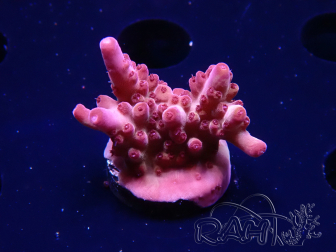WYSIWYG RAH Acropora Sunset Boulevard