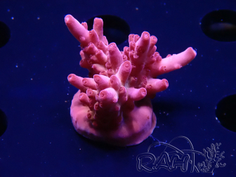 WYSIWYG RAH Acropora Sunset Boulevard