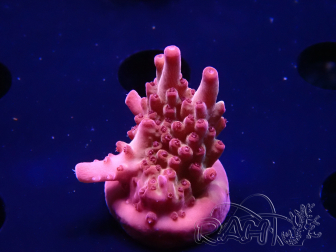 WYSIWYG RAH Acropora Sunset Boulevard