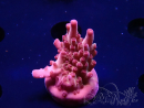 WYSIWYG RAH Acropora Sunset Boulevard