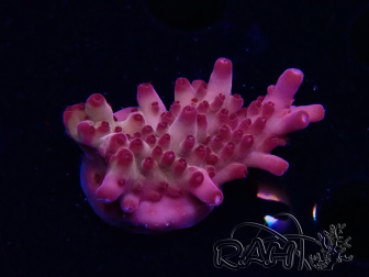 WYSIWYG RAH Acropora Sunset Boulevard