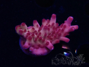 WYSIWYG RAH Acropora Sunset Boulevard
