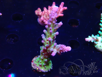 WYSIWYG - RAH Acropora tortuosa