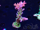 WYSIWYG - RAH Acropora tortuosa