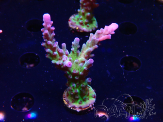 WYSIWYG - RAH Acropora tortuosa
