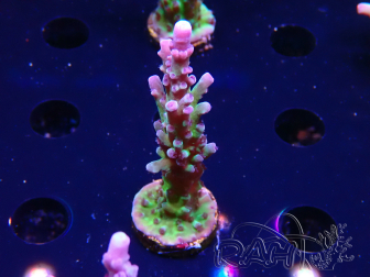 WYSIWYG - RAH Acropora tortuosa 5F3