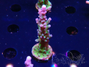 WYSIWYG - RAH Acropora tortuosa
