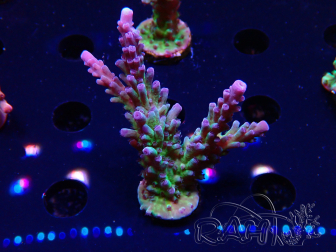 WYSIWYG - RAH Acropora tortuosa 5F4