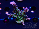 WYSIWYG - RAH Acropora tortuosa