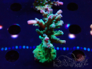WYSIWYG RAH Acropora austera teal