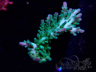 WYSIWYG RAH Acropora austera teal