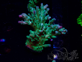 WYSIWYG RAH Acropora austera teal