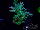 WYSIWYG RAH Acropora austera teal