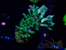 WYSIWYG RAH Acropora austera teal 5F9