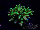 WYSIWYG RAH Acropora Hematoma