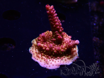 WYSIWYG - Acropora PC Rainbow