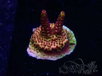WYSIWYG - Acropora PC Rainbow