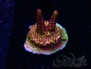 WYSIWYG - Acropora PC Rainbow