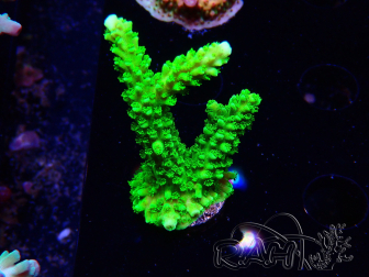 WYSIWYG Acropora yongei Geen Slimer