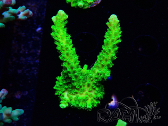 WYSIWYG Acropora yongei Geen Slimer