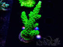 WYSIWYG Acropora yongei Geen Slimer
